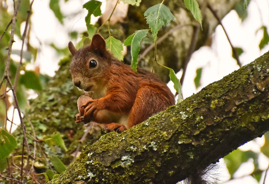 Beautiful and special red squirrel stock on tall trees