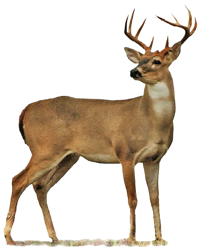 Download free PNG photo of a real and wild deer cut out and without a background in HD quality 