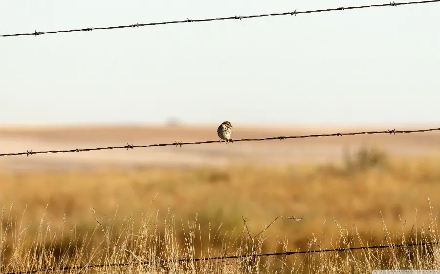Interesting Picture of a Bird Sitting on Barbed Wire