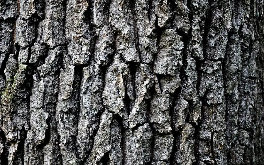Download Free High Quality Tree Bark Photos for Backgrounds and Profiles