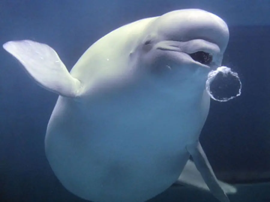 Cute and funny wallpaper of white beluga whale underwater