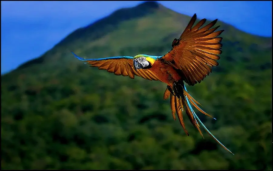 Wallpaper of a large parrot flying for bird lovers