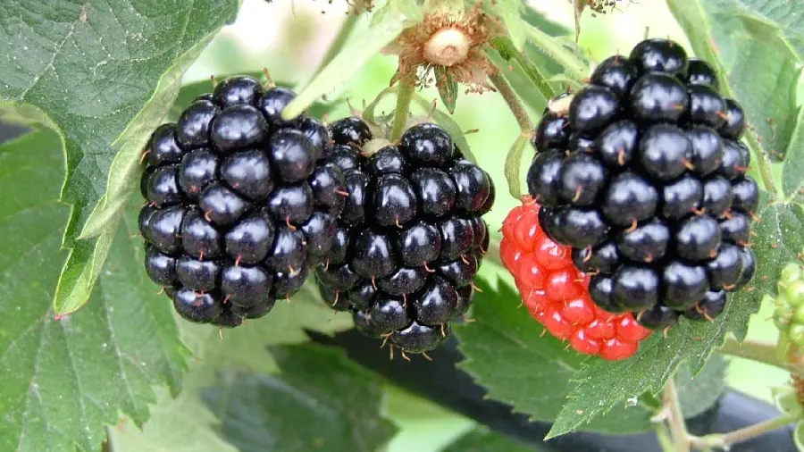 Wallpaper of sweet and juicy raspberries hanging from a tree