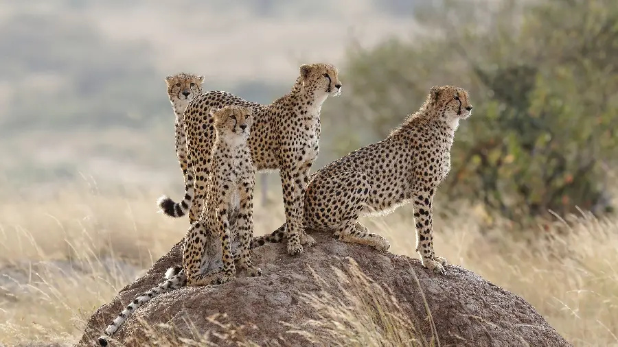 Wallpaper for smart TV screens with a cheetah family design