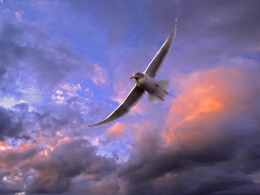 Stunning bird flying background photo to create a caption photo 