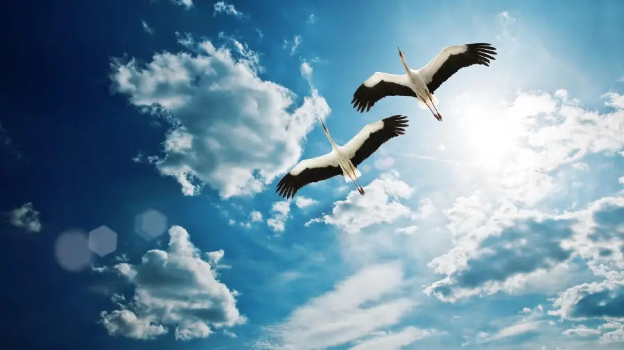 Stock Image of Two Storks Flying in Love for Profile