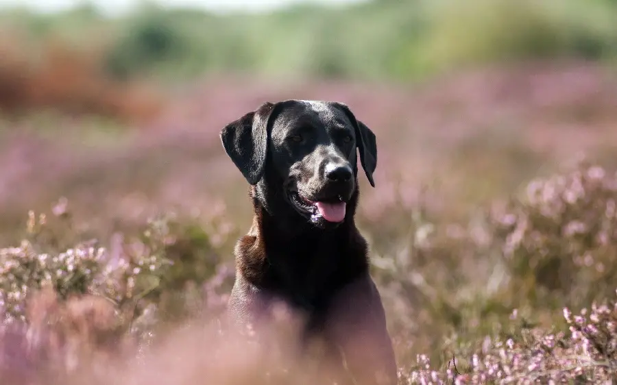 Stylish and special wallpaper of a dog in HD quality Scary wild black mirage in the spring meadow 
