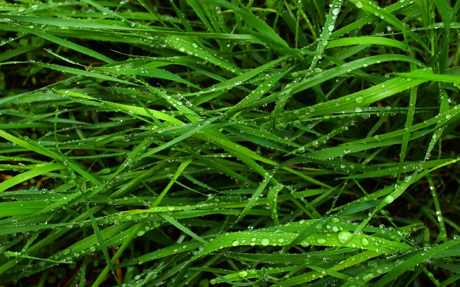 Free download image of green and wet grass 