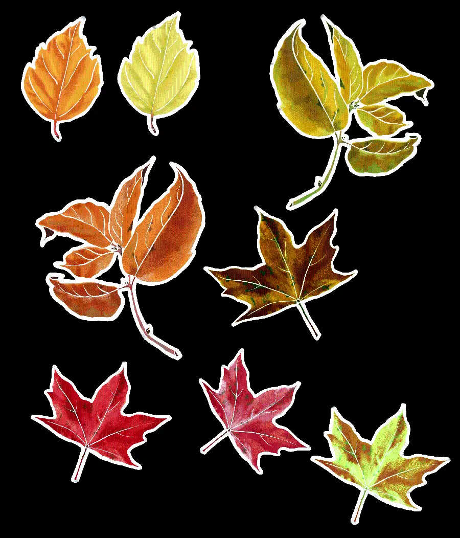 Downloaded image of autumn leaves in PNG format