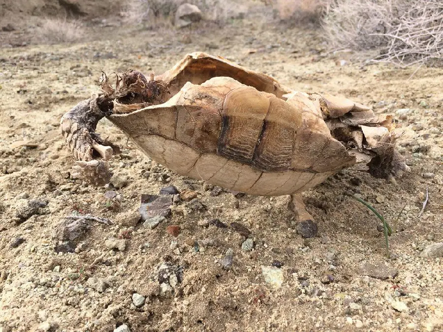Most Endangered Species Photo by Jeff Sullivan
