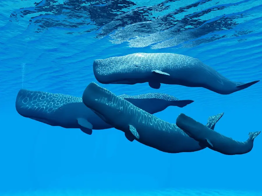 Wallpaper of Whales Approaching the Surface and on Ocean water