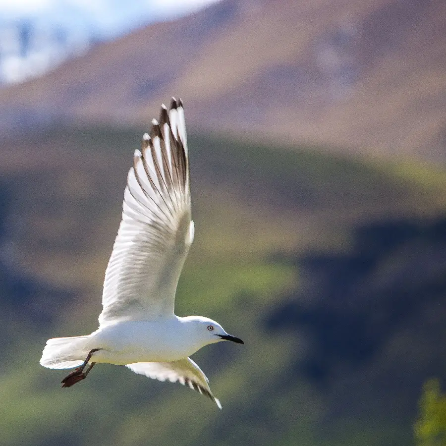 Beautiful white bird wallpaper for those who love these beautiful creatures