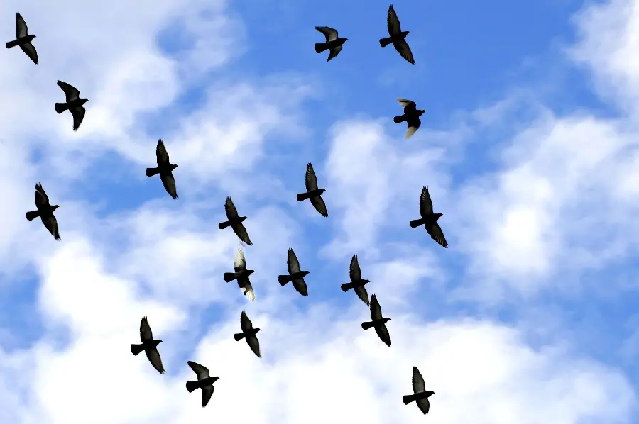 Stunning bird background photo for printing on greeting cards