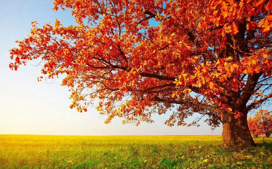 Download Wallpaper of a Single Autumn Tree with Red Leaves and a Sunny Sky