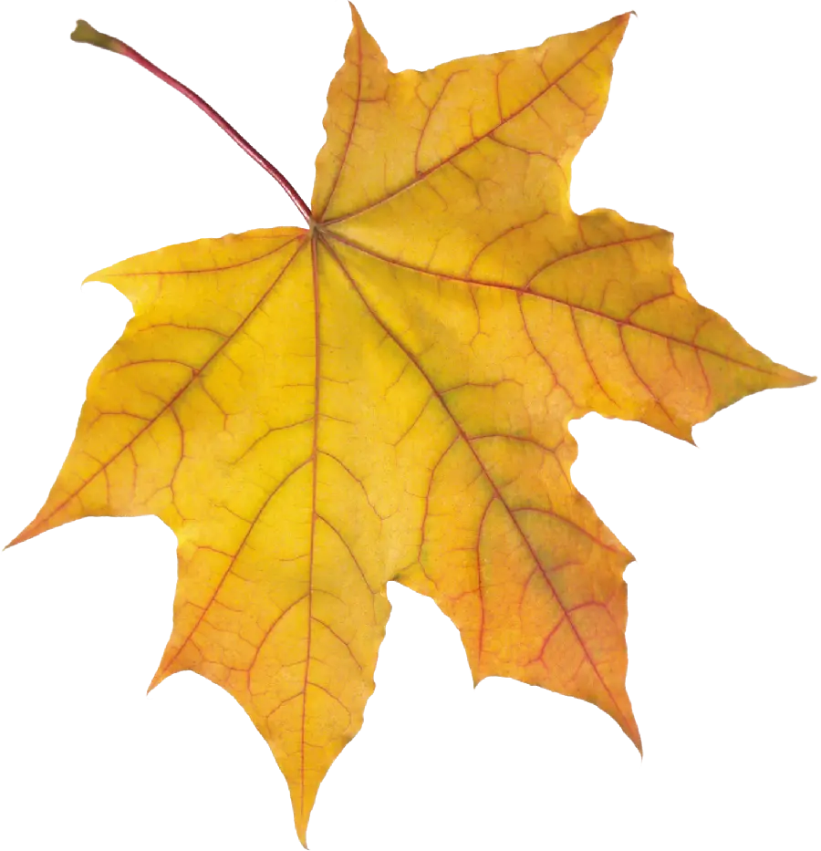 Free PNG image of autumn tree leaves