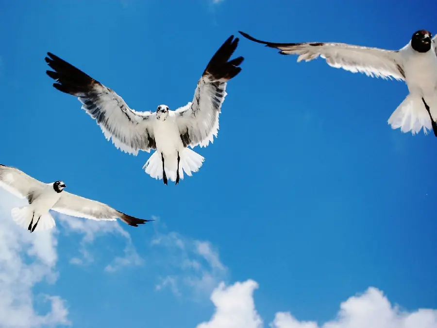 Download the soulful stock photo of birds flying to create an Instagram story