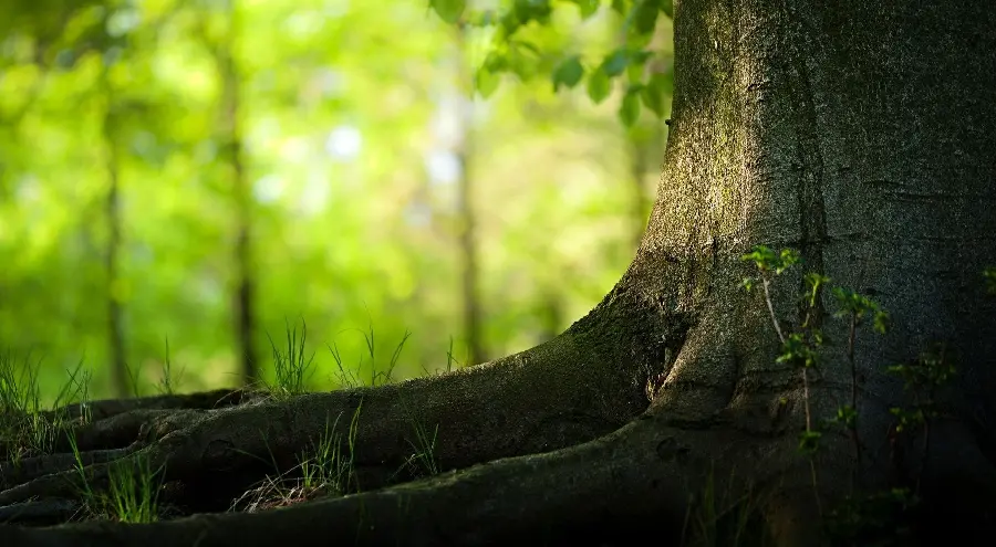 High quality background of a tree trunk in the forest for a computer