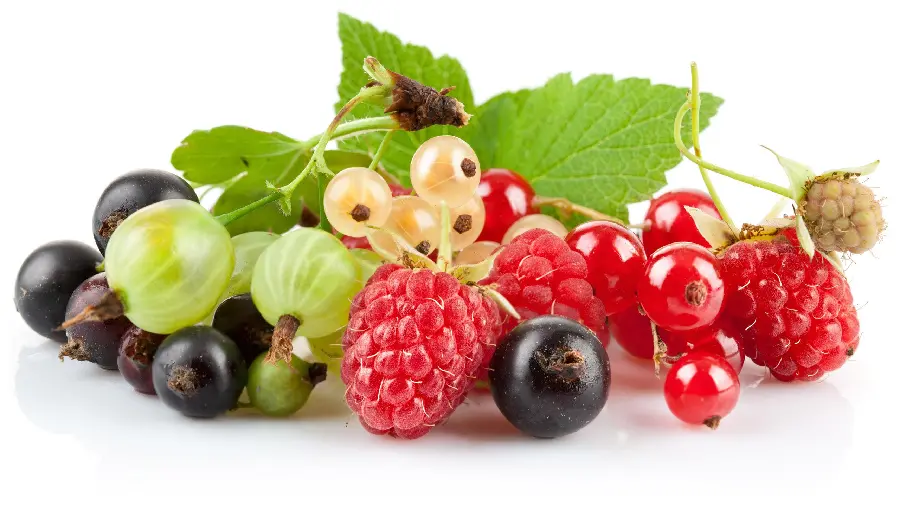 Download image of delicious summer fruits with a white background