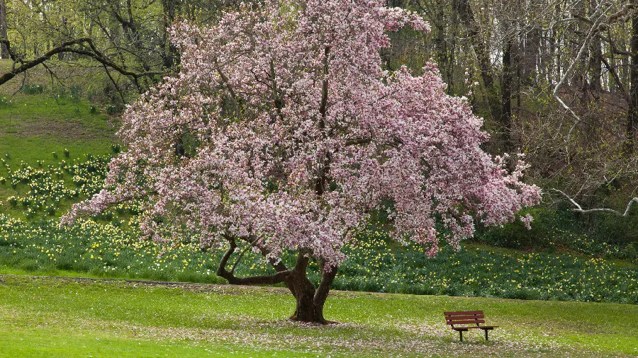 Download Spring Tree Wallpaper in Full HD Quality