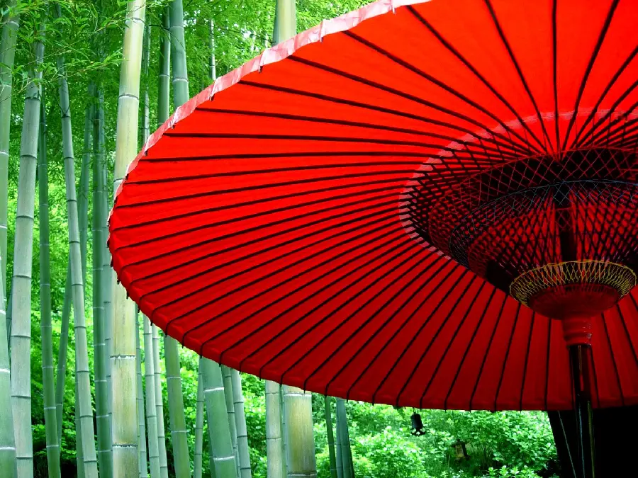 Japanese umbrella wallpaper in the background of tall green trees