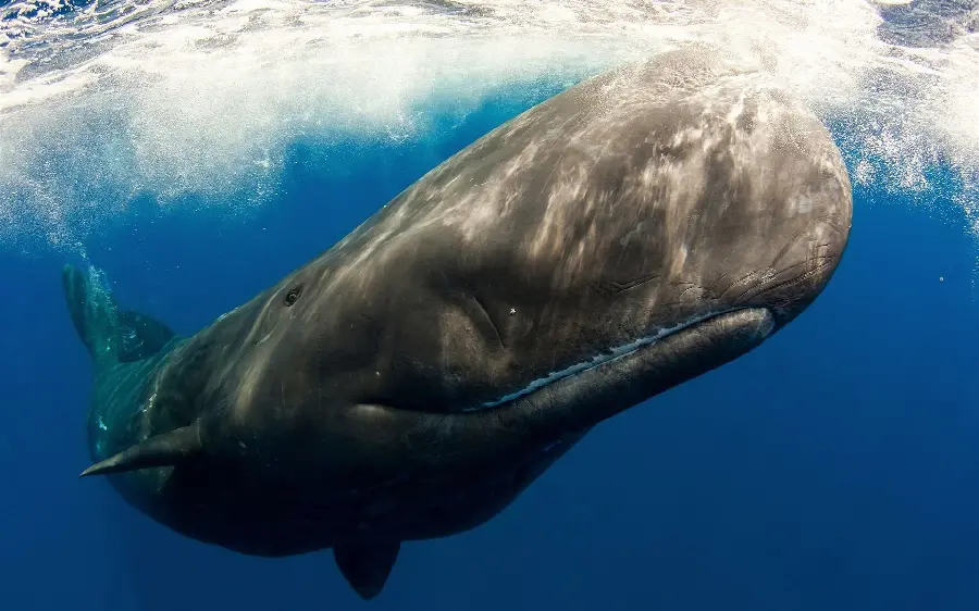 Photo of a larger sperm whale speciesOcean Whales