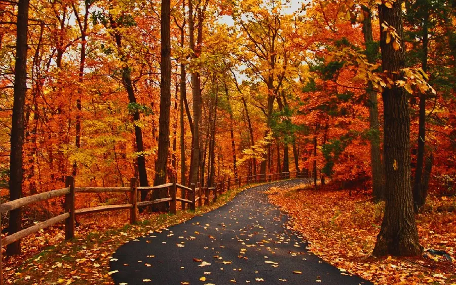Wallpaper of fantasy autumn roads with golden and orange foliage of trees
