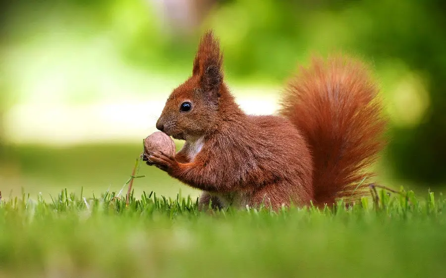 Special Offer Profile Photo for Desktop Background of Red Squirrel