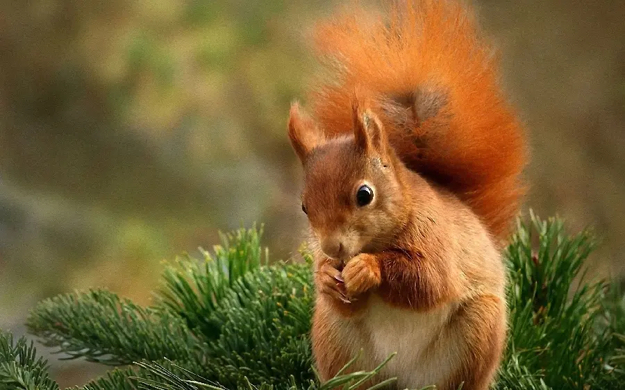 Awesome Stock Photo of Red Squirrel in Blurred Background