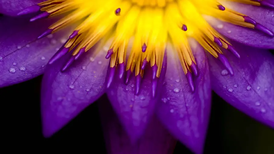 Very beautiful stock photo of purple flower on black background for printing