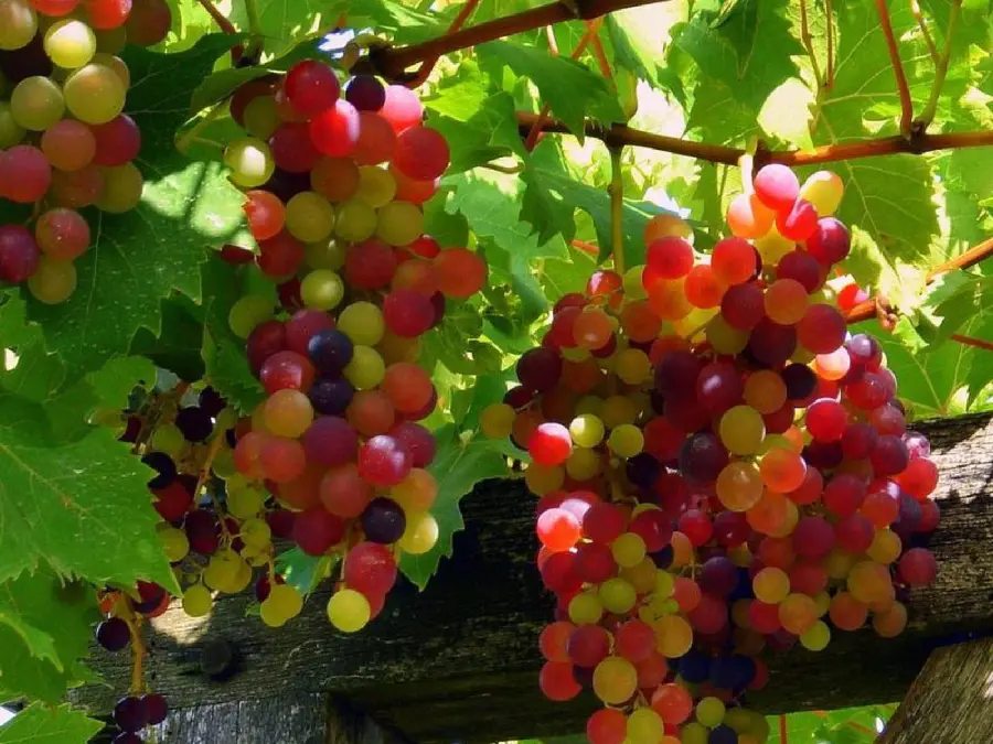 High quality stock photo of grape fruit tree