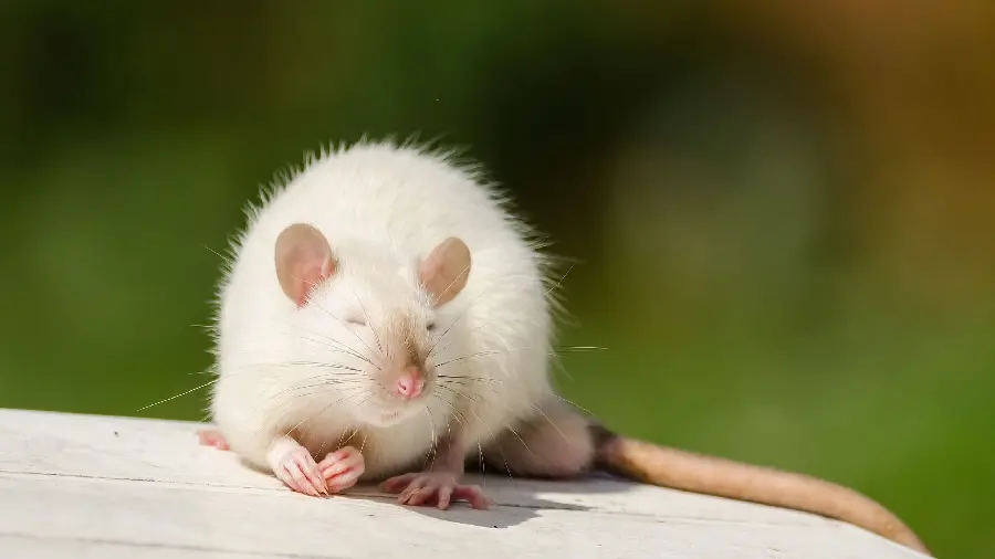 Download cute and funny little white mouse photo for profile 
