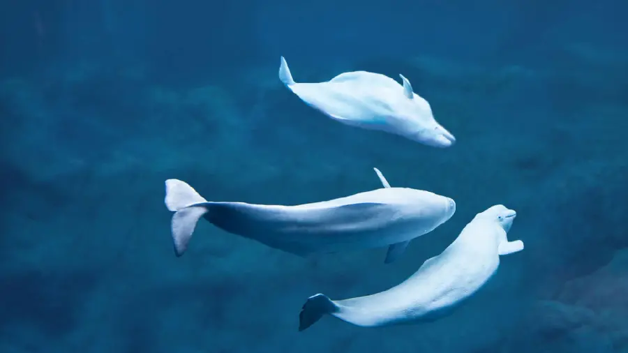 Amazing photo of a group of white and social beluga whales swimming