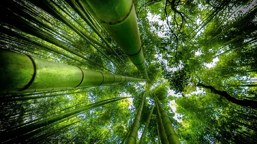 Download stock photos of tall lush and sturdy trees in HD quality 