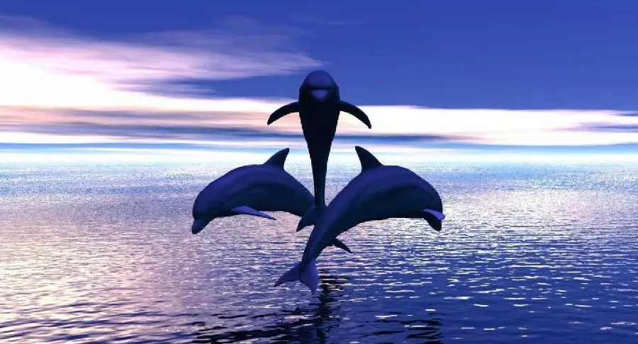 High-quality and interesting and beautiful photo of free dolphins in the water