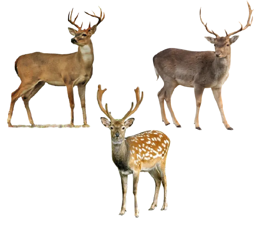 Photos of different types of deer in different directions in PNG format 