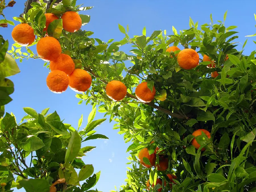 Stock Photo of Tangerine Fruit Tree on a Blue Sky Background