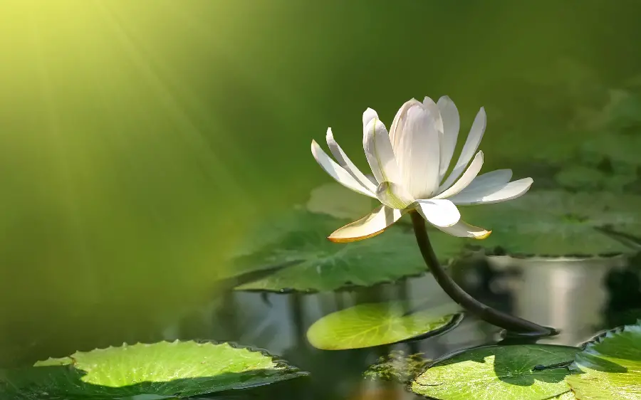 The Most Beautiful High Quality Flower Design Background for Old Monitors