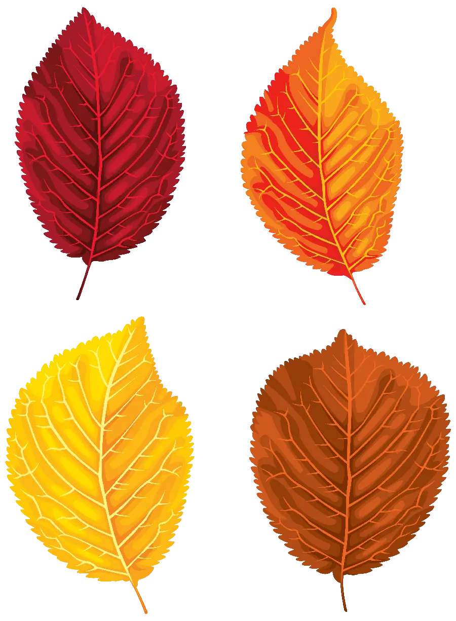 Free download of beautiful autumn leaves png cutout image