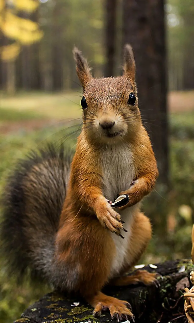 Background for the phone lock screen with the theme of the red squirrel