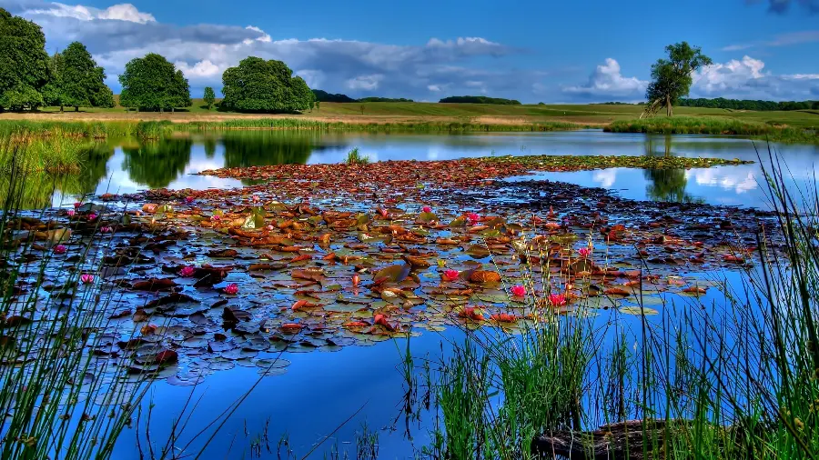 The most stylish wallpaper of the natural landscape of the lakeside flower garden 