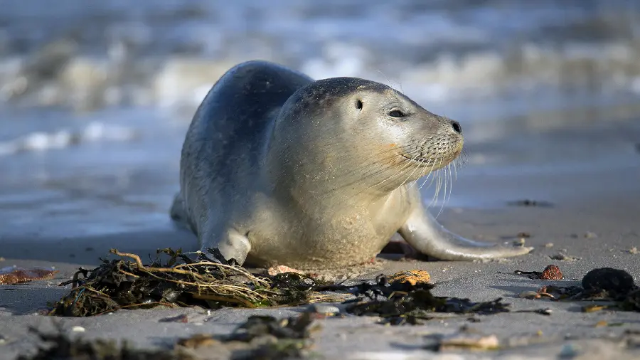 Sea Lion Photo Only HD Quality for Computer Background 