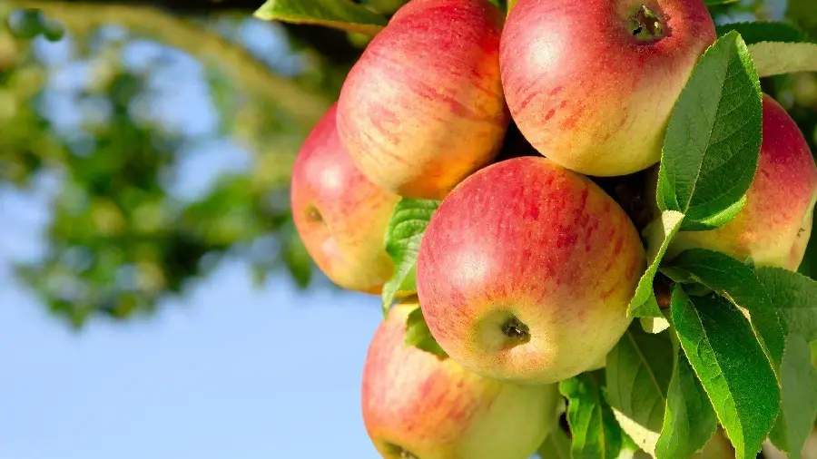 Photo of apples on tree for marketing work of products made with apples