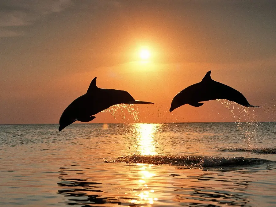 Dreamy Wallpaper of Stunning Dolphin Jumping at Sunset