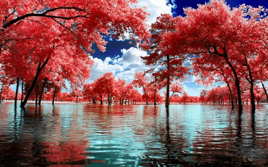 Surreal autumn trees photo for meditation enthusiasts