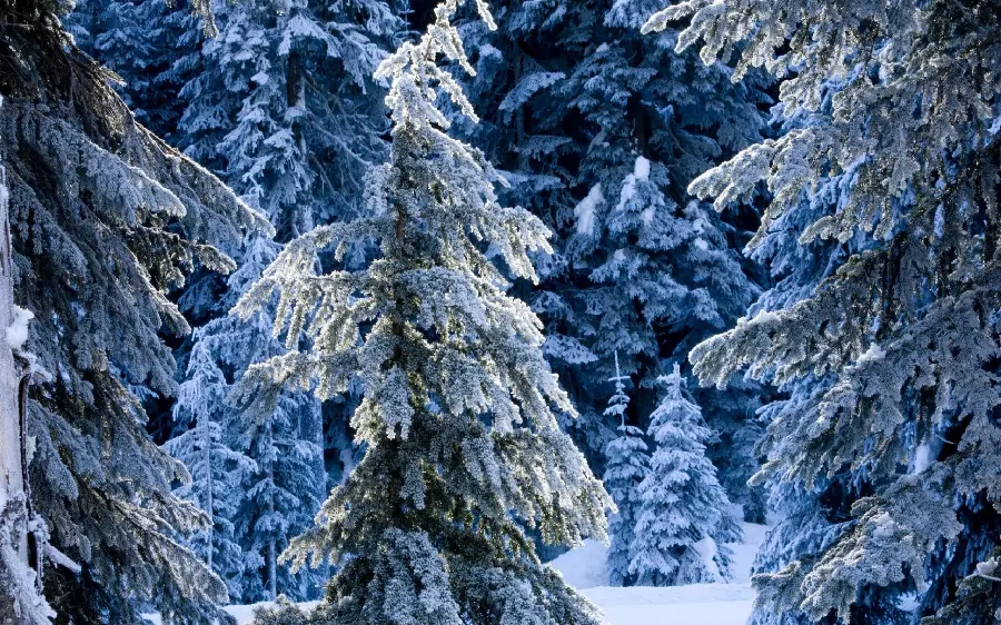 Dark Stock Photo of Frosty Scenery of Trees in Winter