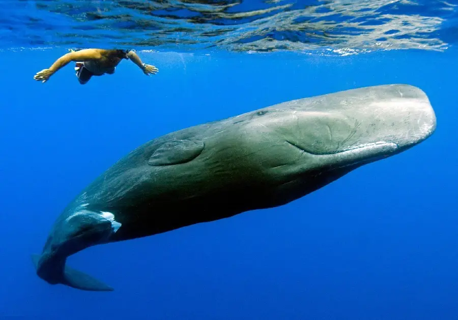 Download image of a blackish-brown adult sperm whale in warm and temperate waters