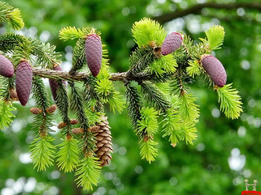 Acorn Fruit Stock on Tree for Book Printing