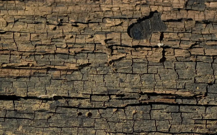 Latest rare old brown tree bark stock photo 