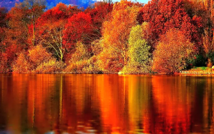 Photo of the forest and the beautiful autumn nature for painters' inspiration
