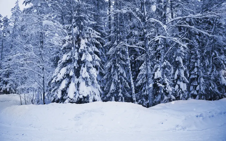The latest images taken from the cold and stunning winter season 